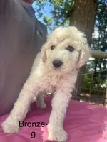 Bronze , a female Sheepadoodle for sale in Dallas, OR – 1 of 1