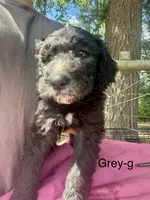 Grey, a female Sheepadoodle for sale in Dallas, OR – 1 of 1