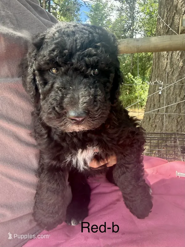 Red – Sheepadoodle puppy for sale in Dallas, OR