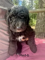 Red, a male Sheepadoodle for sale in Dallas, OR – 1 of 1
