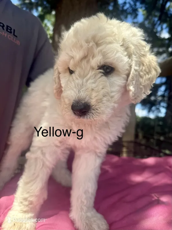 Yellow  – Sheepadoodle puppy for sale in Dallas, OR