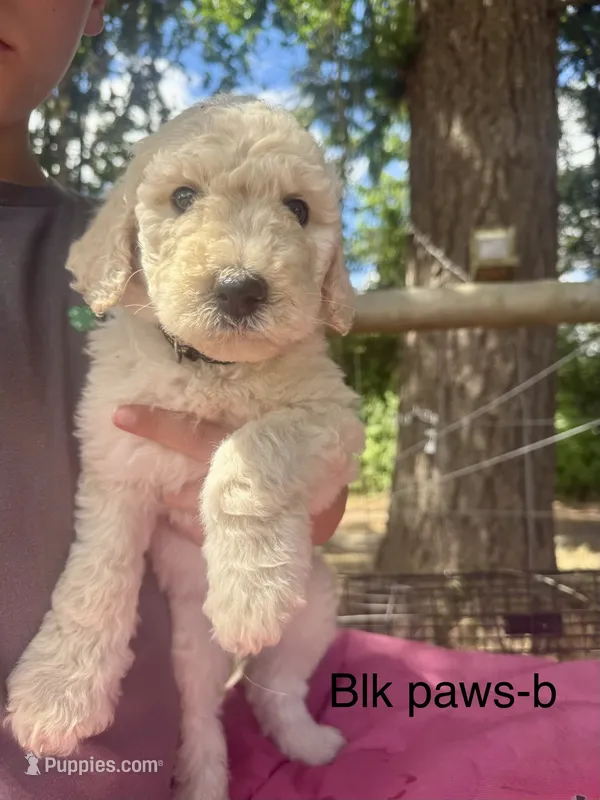 Black paw print – Sheepadoodle puppy for sale in Dallas, OR