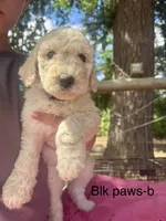Black paw print, a male Sheepadoodle for sale in Dallas, OR – 1 of 1