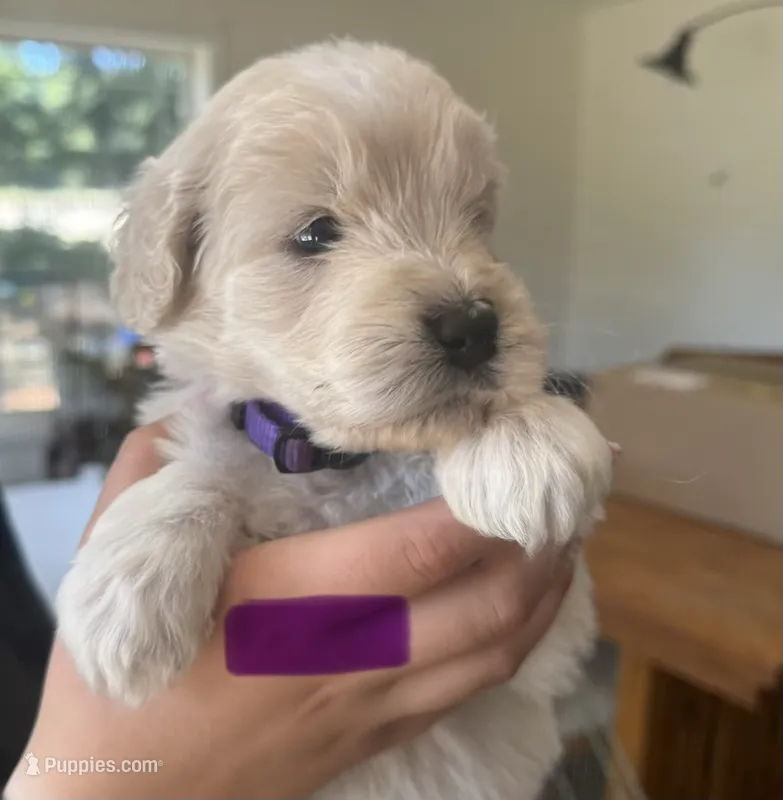 Purple collar – Goldendoodle puppy for sale in Dallas, OR
