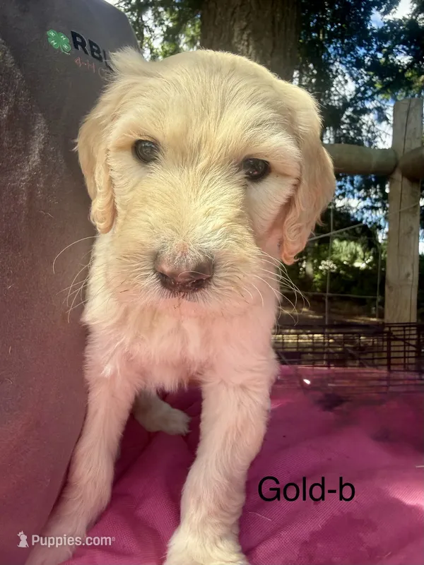 Gold – Sheepadoodle puppy for sale in Dallas, OR