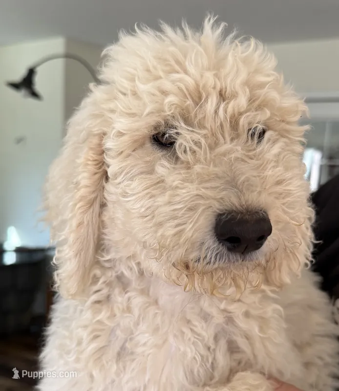 Bronze  – Sheepadoodle puppy for sale in Dallas, OR