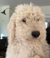 Bronze , a female Sheepadoodle for sale in Dallas, OR – 1 of 1