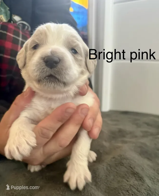 Bright pink collar – Goldendoodle puppy for sale in Dallas, OR