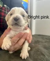 Bright pink collar, a female Goldendoodle for sale in Dallas, OR – 1 of 1