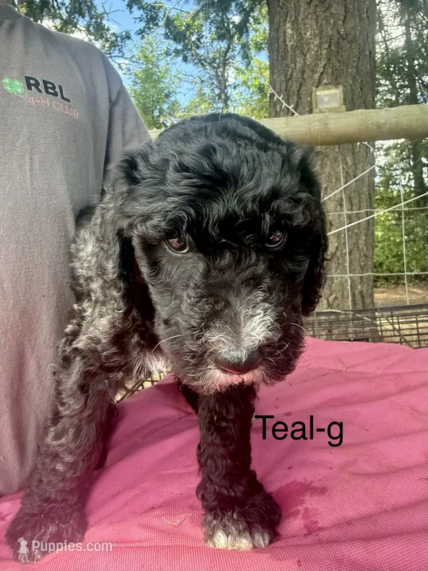 Teal – Sheepadoodle puppy for sale in Dallas, OR