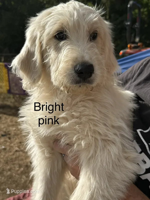 Bright pink collar – Goldendoodle puppy for sale in Dallas, OR