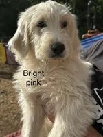 Bright pink collar, a female Goldendoodle for sale in Dallas, OR – 1 of 1