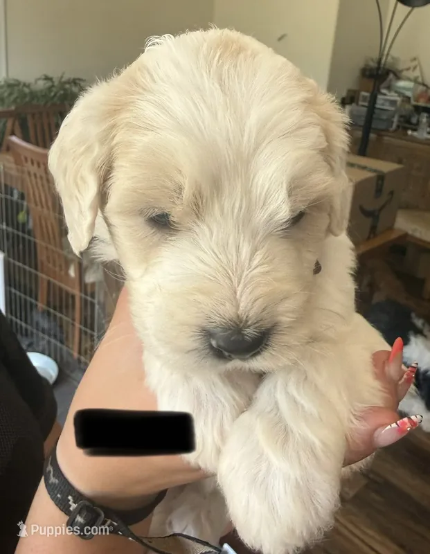 Black collar  – Goldendoodle puppy for sale in Dallas, OR