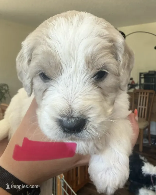 Bright pink collar – Goldendoodle puppy for sale in Dallas, OR
