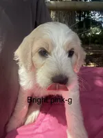 Bright pink collar, a female Goldendoodle for sale in Dallas, OR – 1 of 1