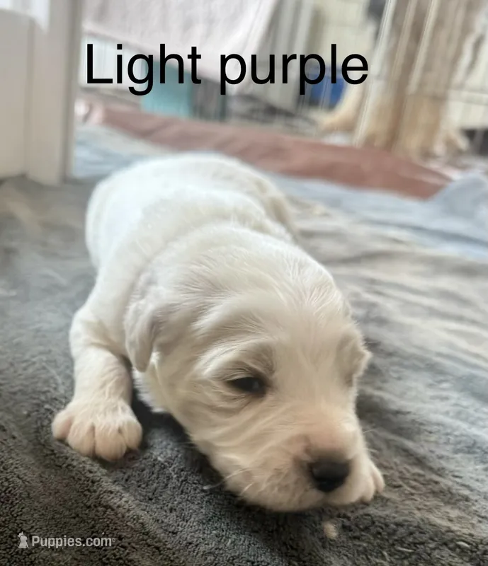 Light purple – Goldendoodle puppy for sale in Dallas, OR