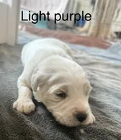 Light purple, a female Goldendoodle for sale in Dallas, OR – 1 of 1