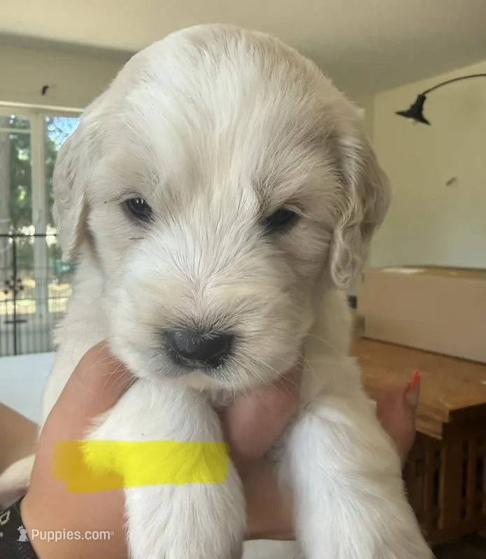 Neon yellow – Goldendoodle puppy for sale in Dallas, OR