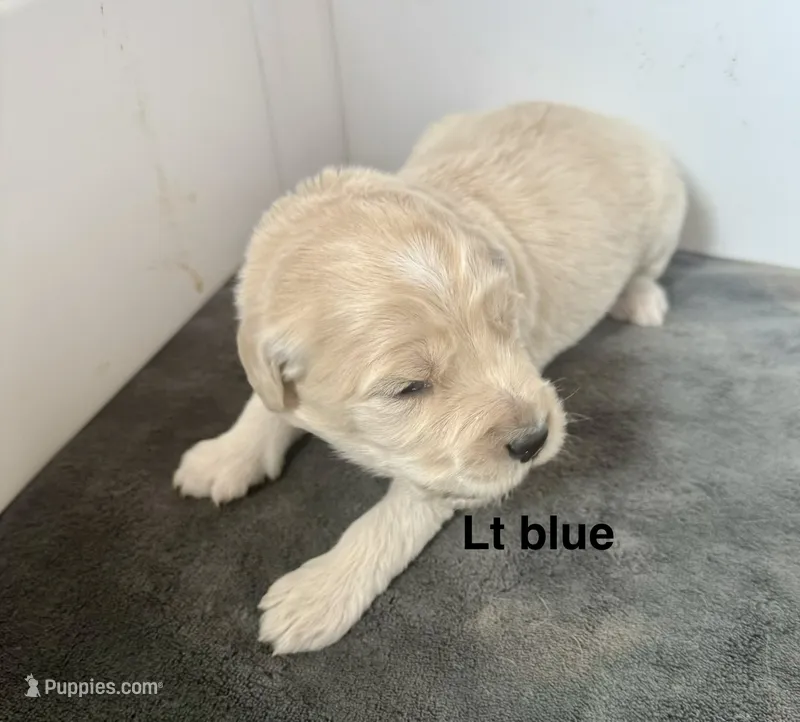 Light blue collar – Goldendoodle puppy for sale in Dallas, OR