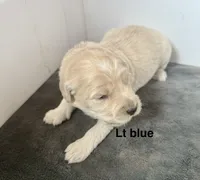 Light blue collar, a female Goldendoodle for sale in Dallas, OR – 1 of 1