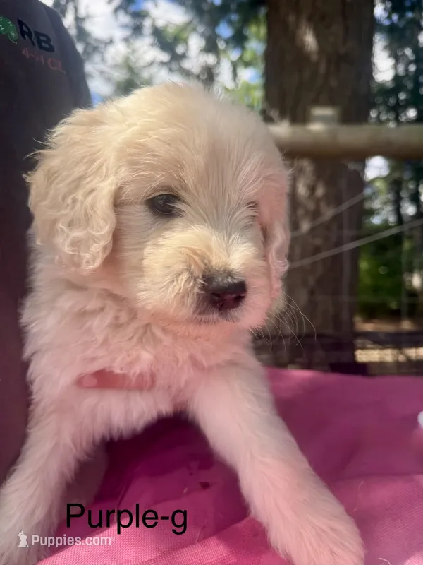 Purple collar – Goldendoodle puppy for sale in Dallas, OR