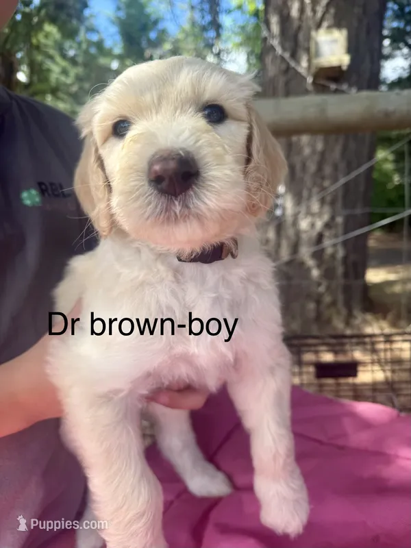 Dr brown – Sheepadoodle puppy for sale in Dallas, OR