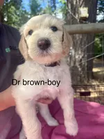 Dr brown, a male Sheepadoodle for sale in Dallas, OR – 1 of 1