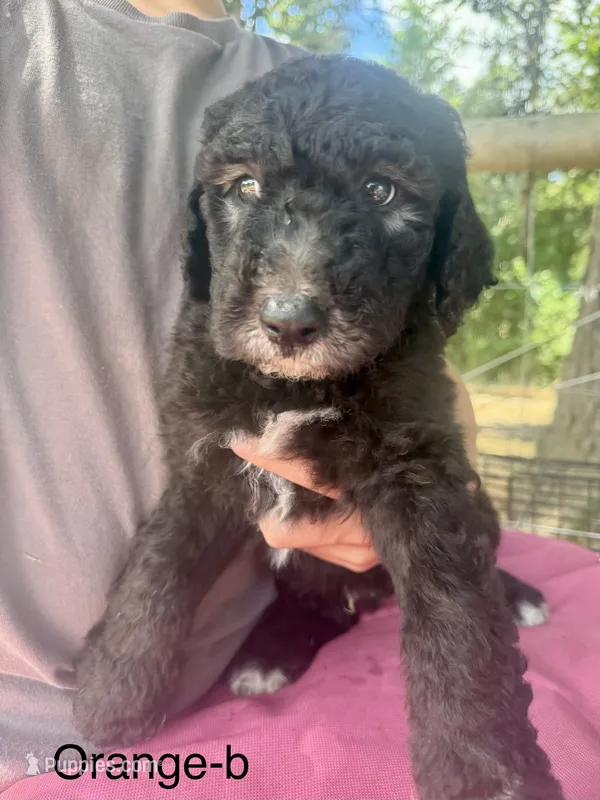 Orange – Sheepadoodle puppy for sale in Dallas, OR