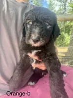 Orange, a male Sheepadoodle for sale in Dallas, OR – 1 of 1