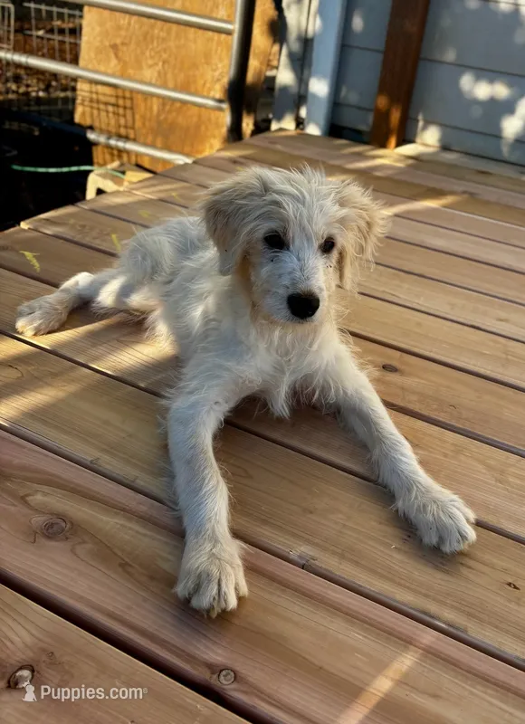 Black collar  – Goldendoodle puppy for sale in Dallas, OR