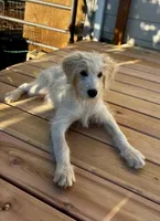 Black collar , a female Goldendoodle for sale in Dallas, OR – 1 of 1