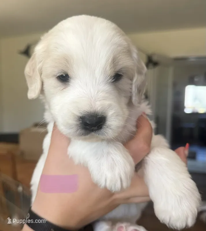 Light purple – Goldendoodle puppy for sale in Dallas, OR
