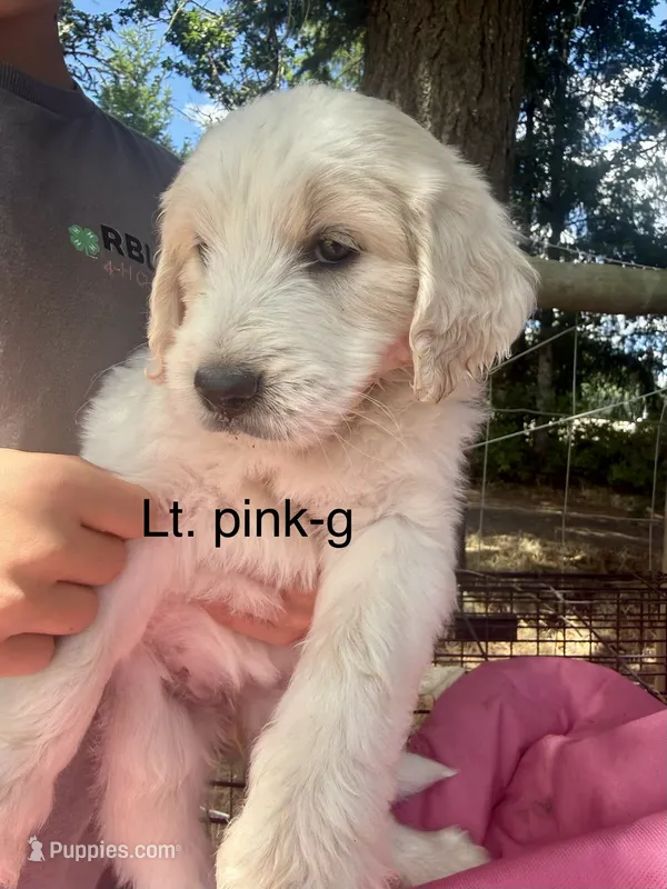 Light pink collar – Goldendoodle puppy for sale in Dallas, OR