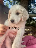 Light pink collar, a female Goldendoodle for sale in Dallas, OR – 1 of 1