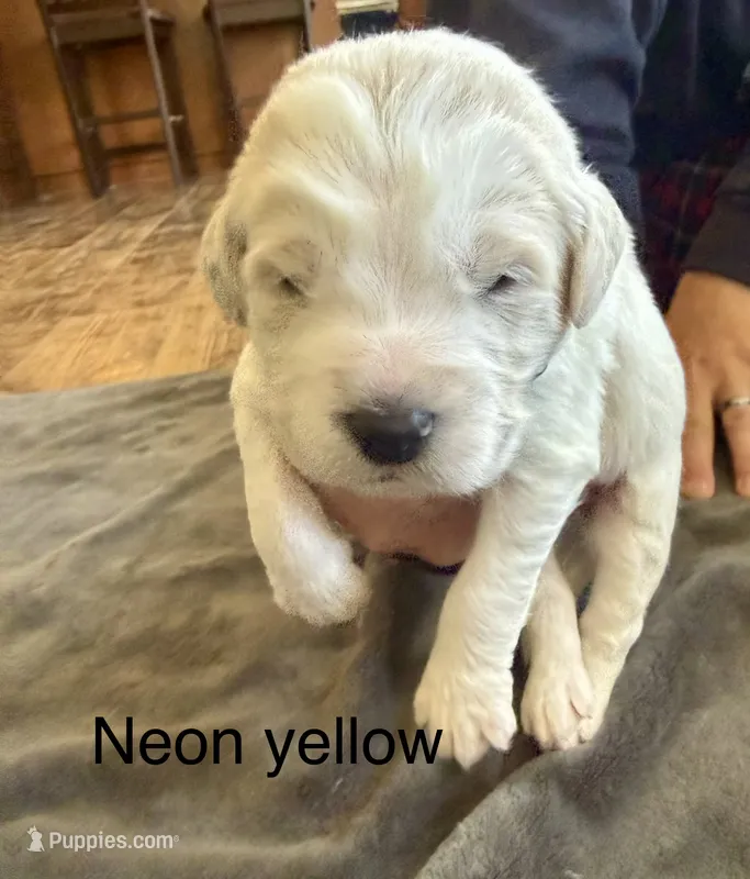 Neon yellow – Goldendoodle puppy for sale in Dallas, OR