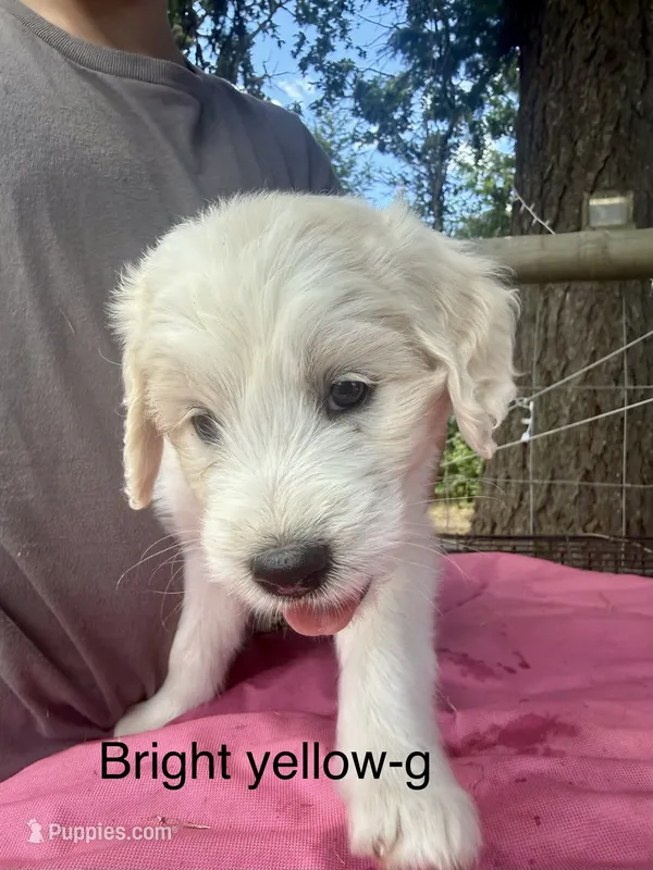 Neon yellow – Goldendoodle puppy for sale in Dallas, OR