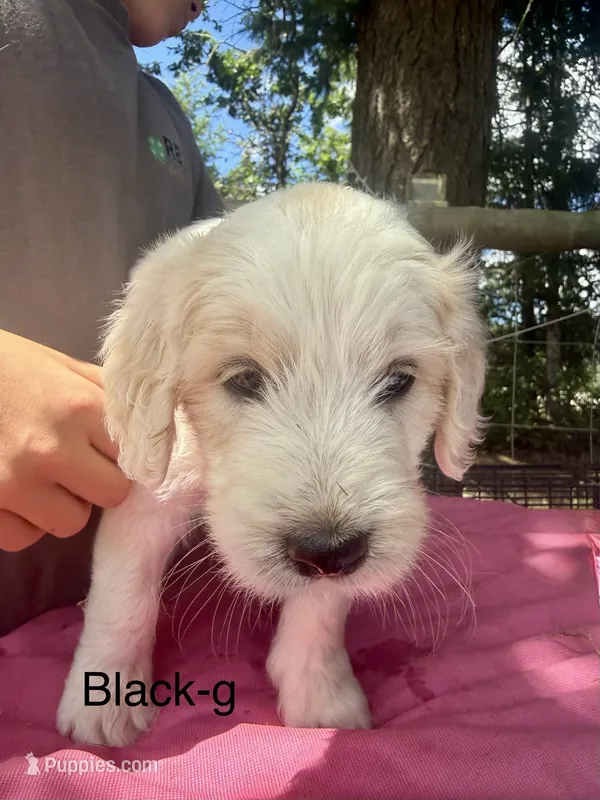 Black collar  – Goldendoodle puppy for sale in Dallas, OR