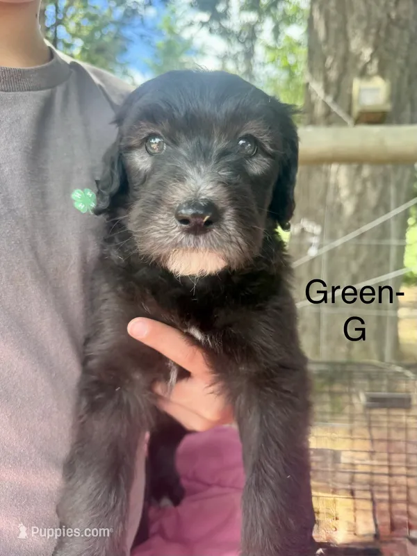 Green – Sheepadoodle puppy for sale in Dallas, OR