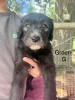 Green, a female Sheepadoodle for sale in Dallas, OR – 1 of 1