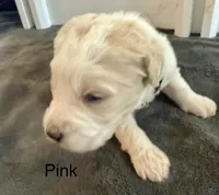 Pink, a female Goldendoodle for sale in Dallas, OR – 1 of 1