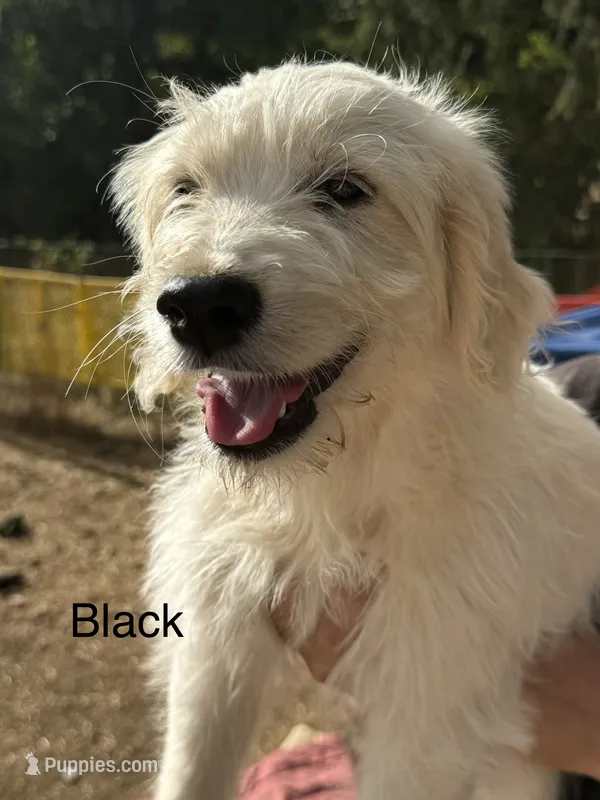 Black collar  – Goldendoodle puppy for sale in Dallas, OR