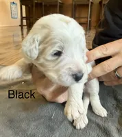 Black collar , a female Goldendoodle for sale in Dallas, OR – 1 of 1