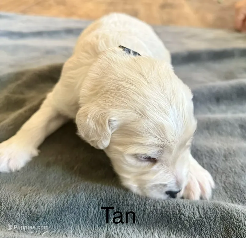 Tan collar – Goldendoodle puppy for sale in Dallas, OR