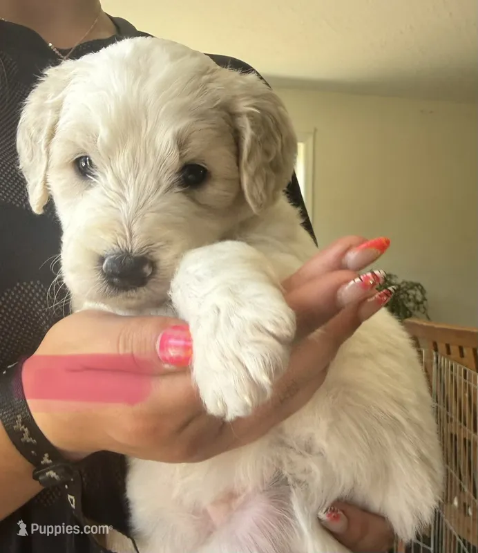 Light pink collar – Goldendoodle puppy for sale in Dallas, OR