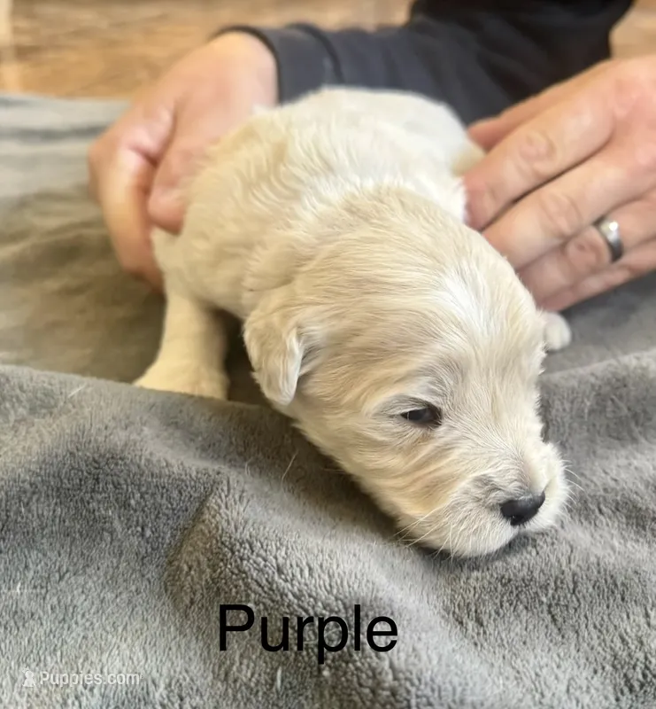 Purple collar – Goldendoodle puppy for sale in Dallas, OR