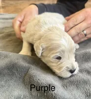 Purple collar, a female Goldendoodle for sale in Dallas, OR – 1 of 1