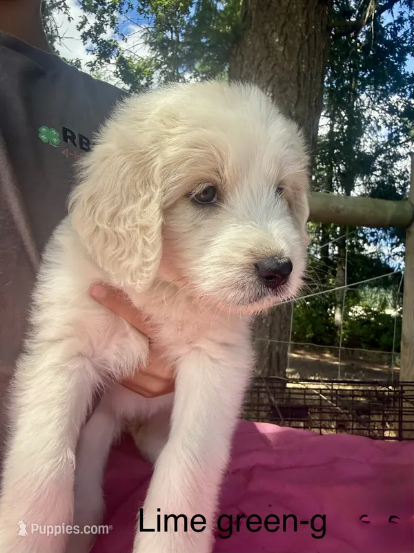Light purple – Goldendoodle puppy for sale in Dallas, OR