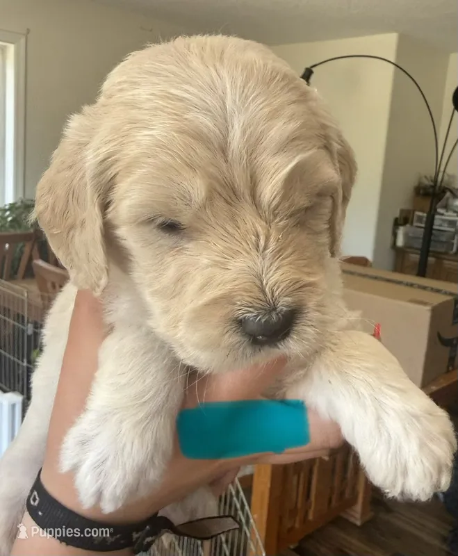 Light blue collar – Goldendoodle puppy on hold in Dallas, OR