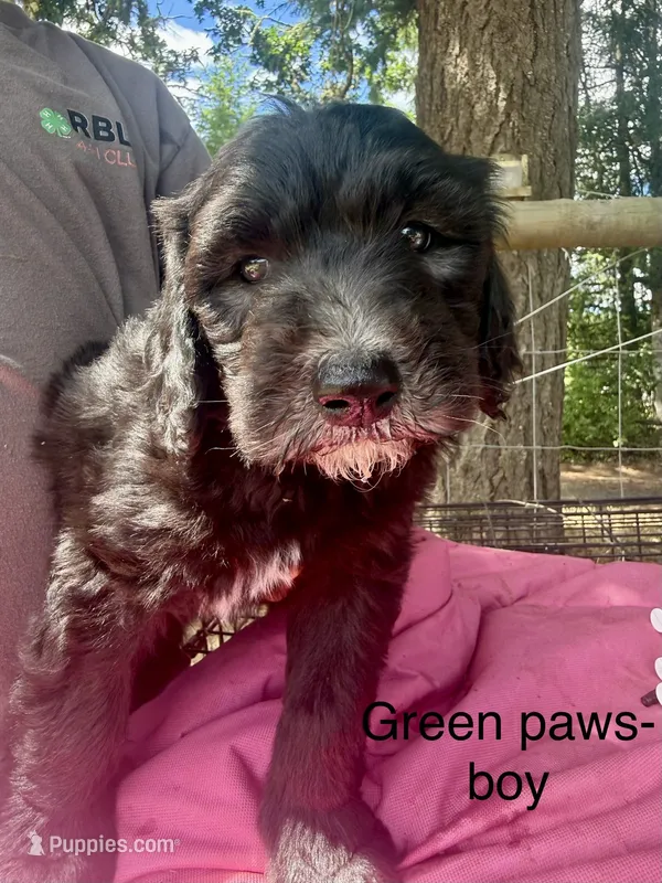 Green paw print – Sheepadoodle puppy for sale in Dallas, OR
