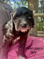 Green paw print, a male Sheepadoodle for sale in Dallas, OR – 1 of 1